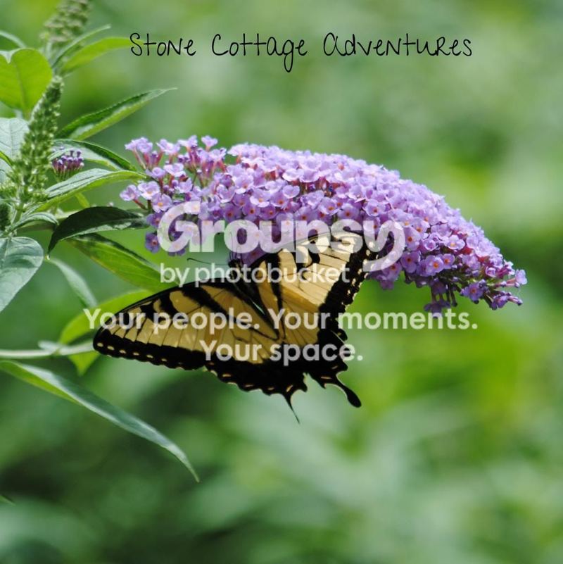 Garden Guest: Tiger Swallowtail – photo 3