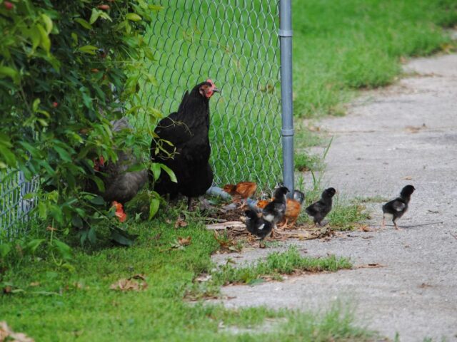 Almost Wordless Wednesday