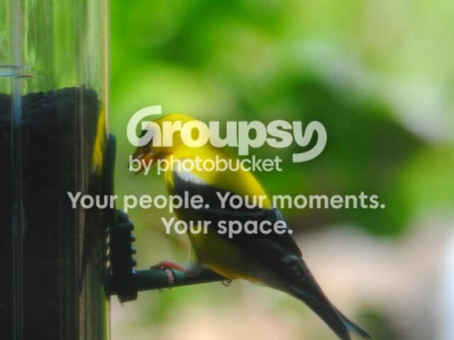 Garden Guest: Goldfinch