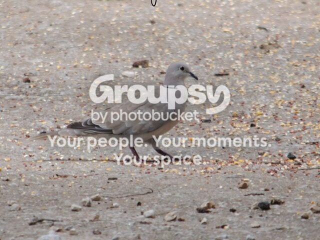 Garden Guest: Turtle Dove