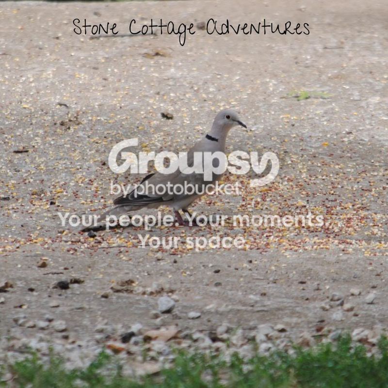 Garden Guest: Turtle Dove – photo 2