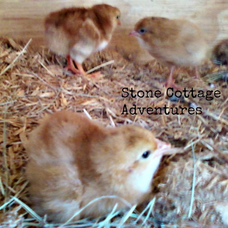 Wordless Wednesday – photo 2