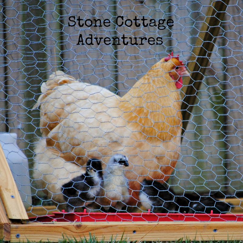 Wordless Wednesday – photo 4