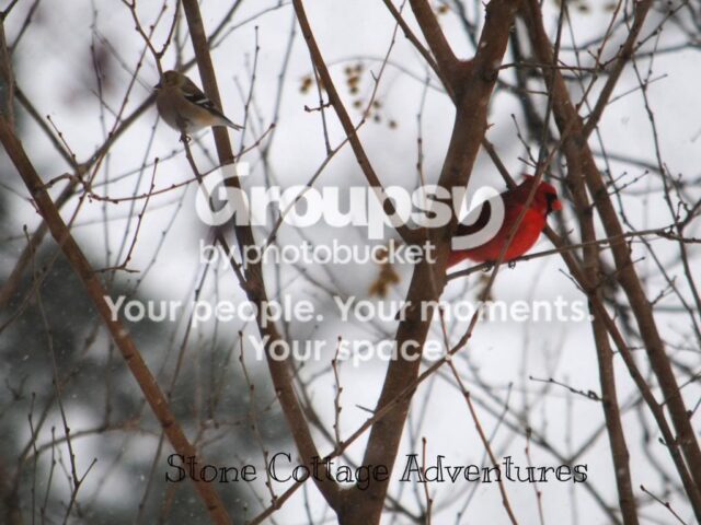Garden Guest: Cardinals in the Snow