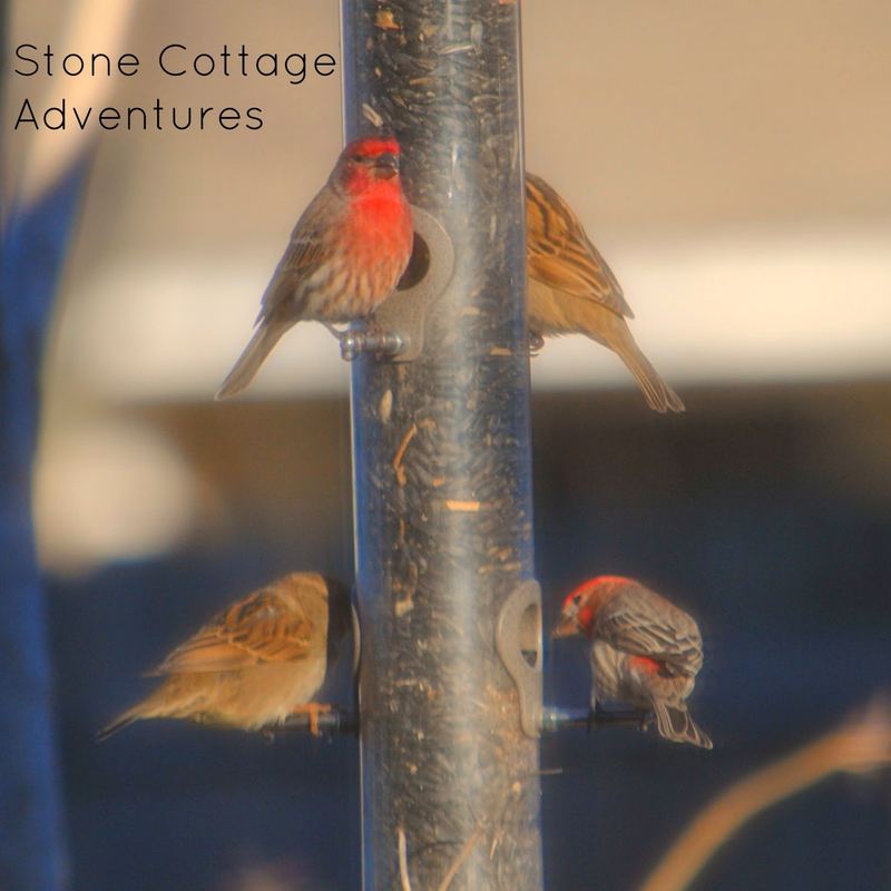 Garden Guest:  House Finch – photo 1