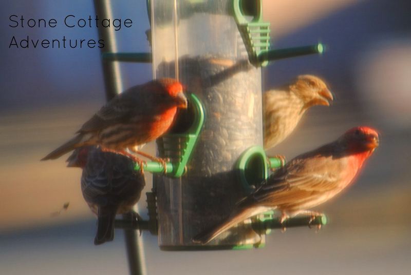 Garden Guest:  House Finch – photo 2