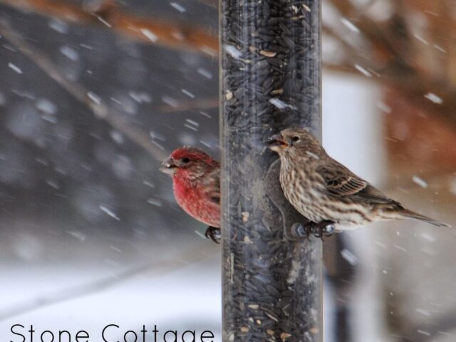 Garden Guest: House Finches in Snow