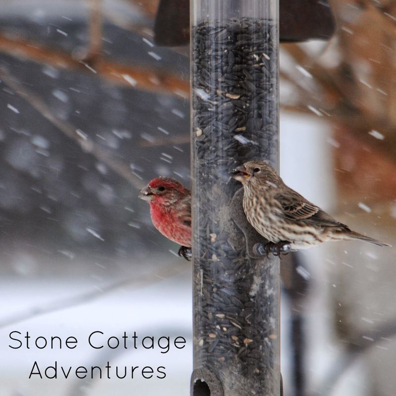 Garden Guest:  House Finches in Snow – photo 1