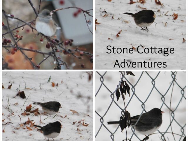 Garden Guest: Snowbirds