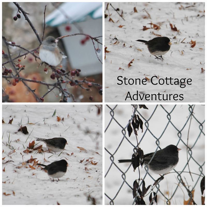 Garden Guest: Snowbirds – photo 1
