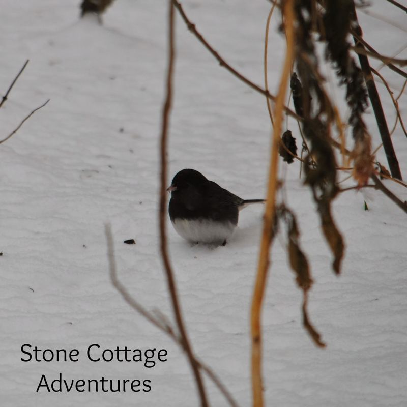 Garden Guest: Snowbirds – photo 2