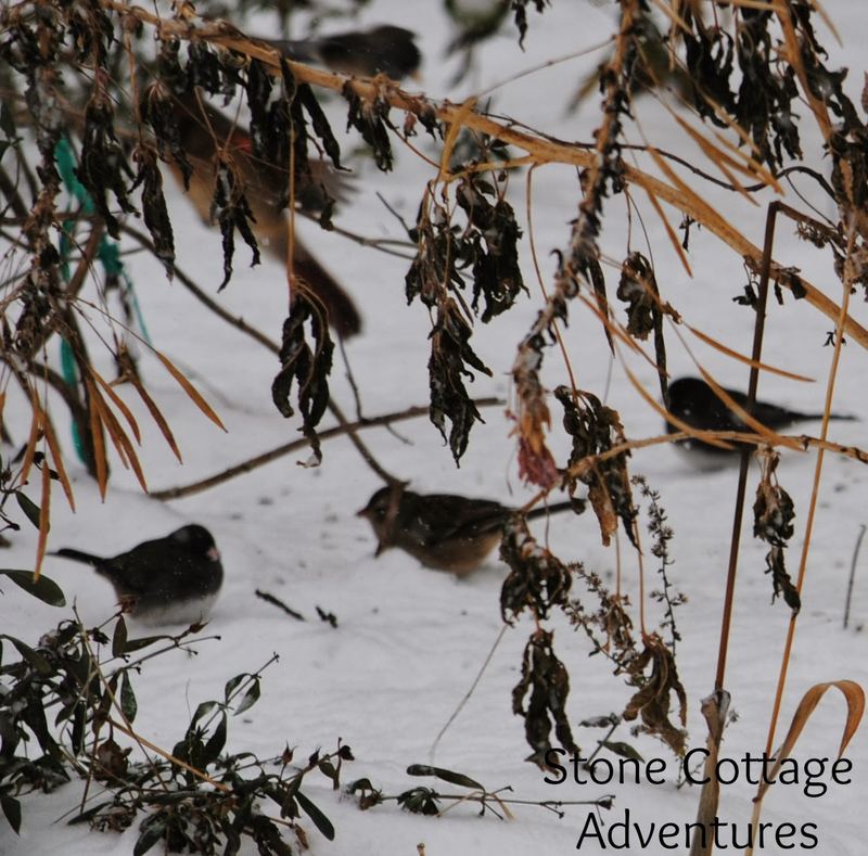 Garden Guest: Snowbirds – photo 3