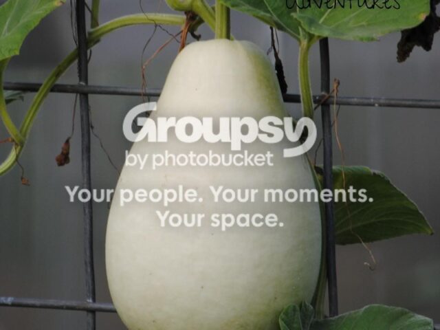 Gourds – What inspires me!