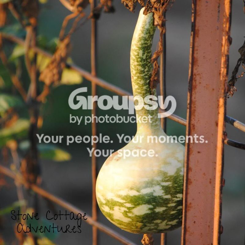 Gourds - What inspires me! – photo 2