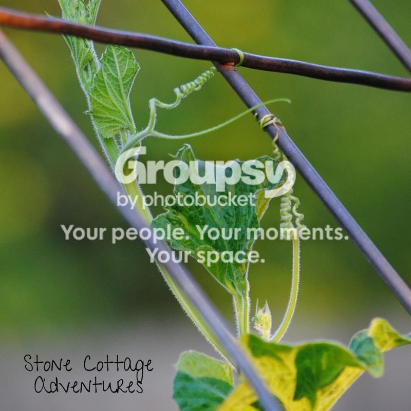 Gourds - What inspires me! – photo 3