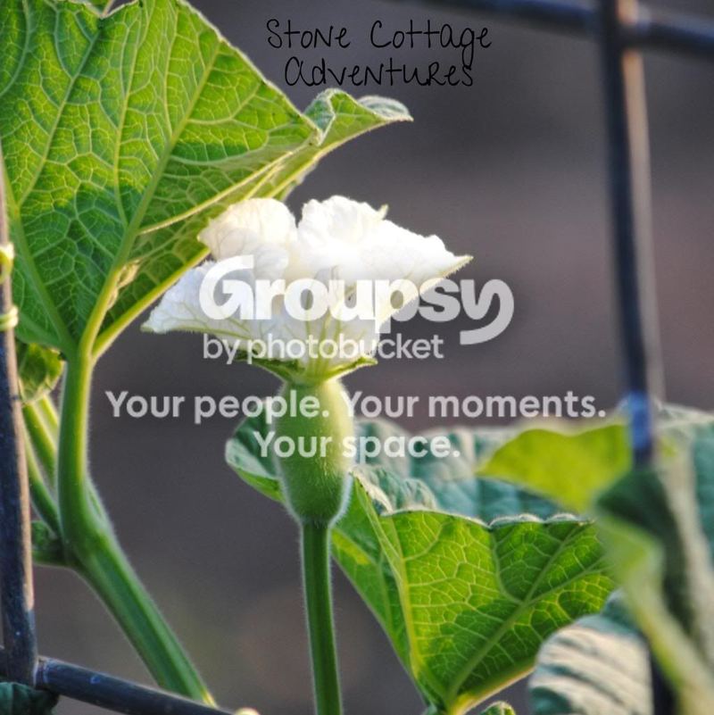 Gourds - What inspires me! – photo 4