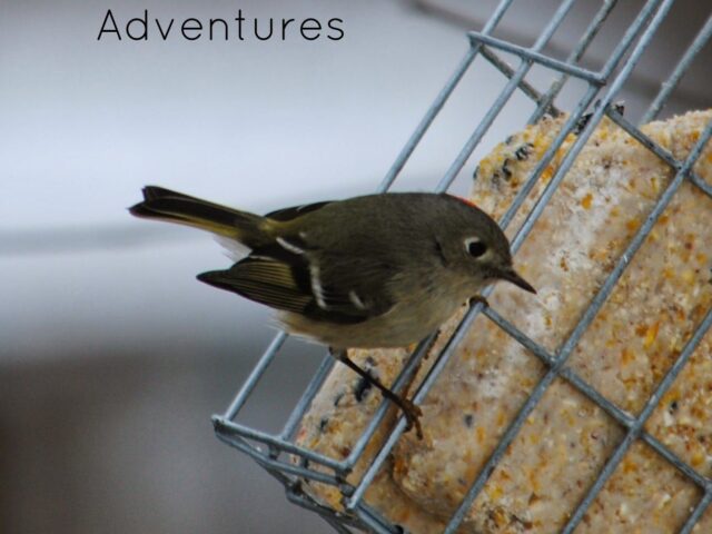 Garden Guest: Ruby Crowned Kinglet