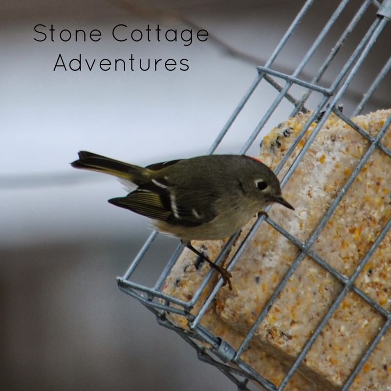 Garden Guest: Ruby Crowned Kinglet – photo 1
