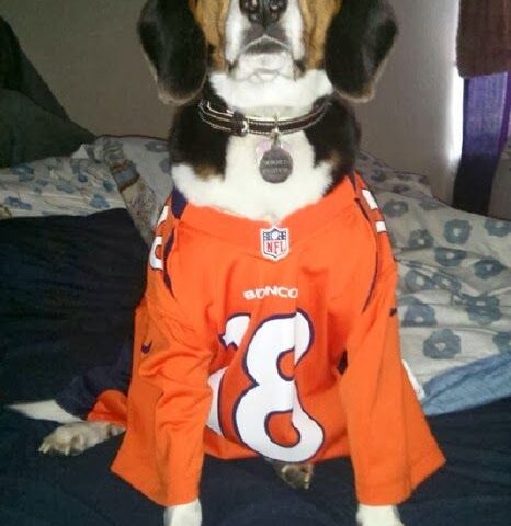 Lucky Dog