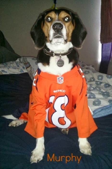 Lucky Dog – photo 1