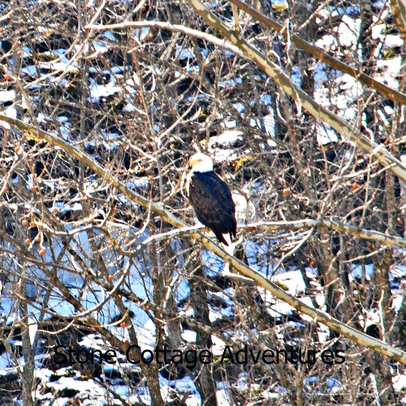 Eagles in Winter – photo 1