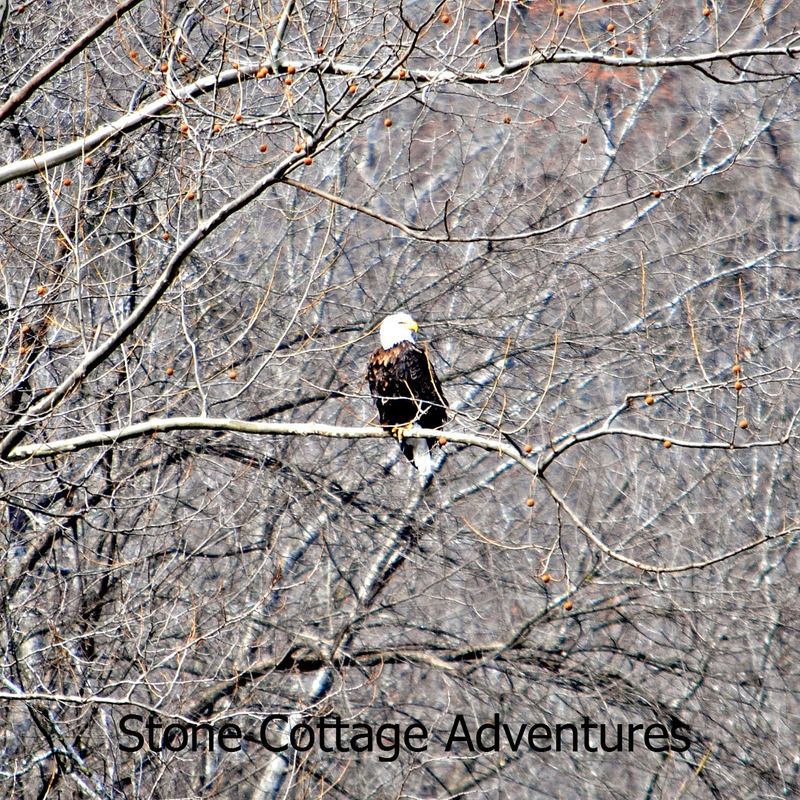 Eagles in Winter – photo 2