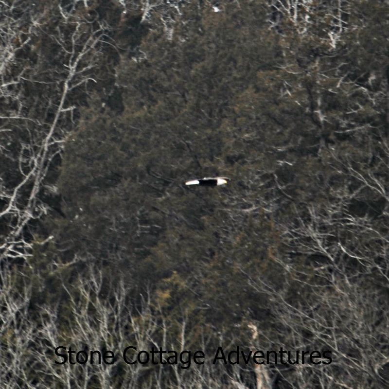 Eagles in Winter – photo 3
