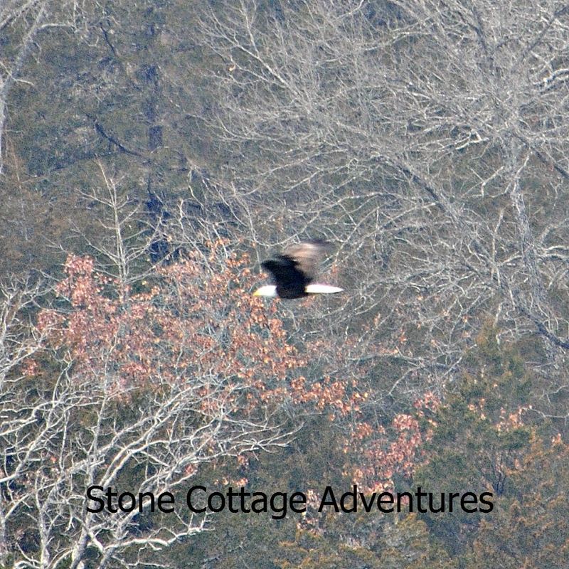 Eagles in Winter – photo 4