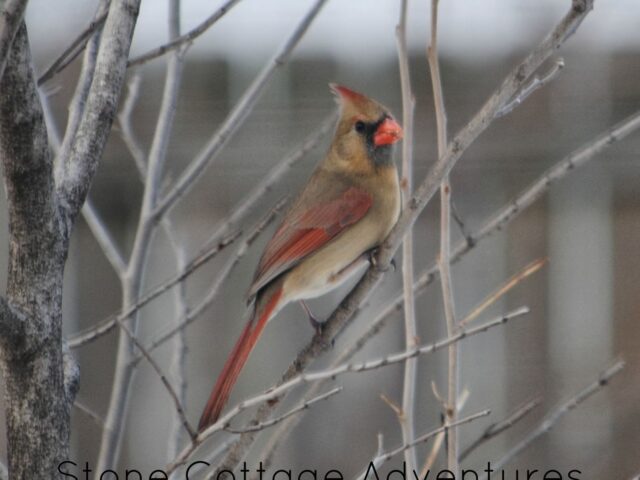 Garden Guest: Female Cardinal