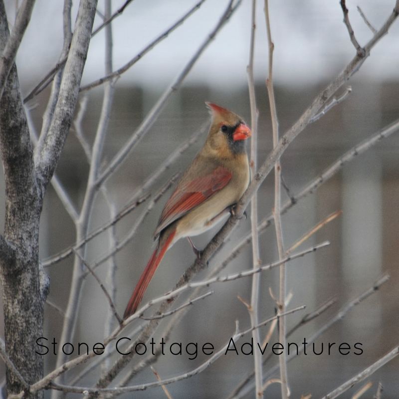 Garden Guest: Female Cardinal – photo 1