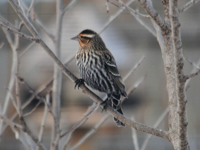 Garden Guest: Female Red Winged Blackbird