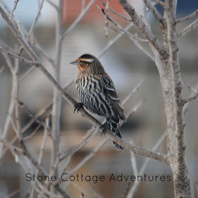 Garden Guest: Female Red Winged Blackbird – photo 1