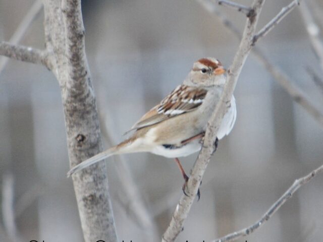 Garden Guest: Native Sparrow