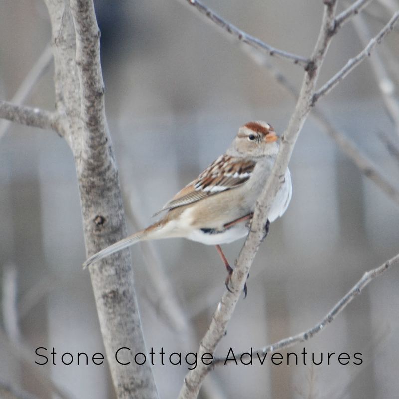 Garden Guest: Native Sparrow – photo 1