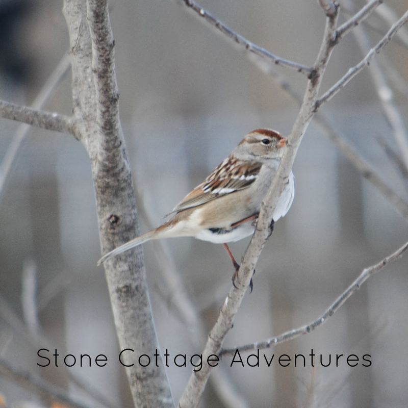Garden Guest: Native Sparrow – photo 2