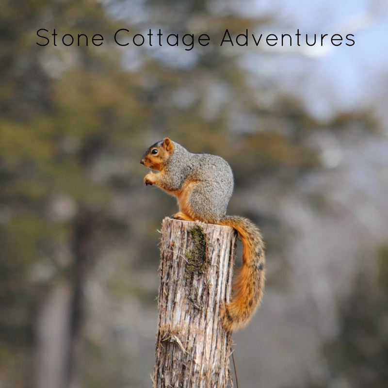 A Sunny Day in the Ozarks – photo 1