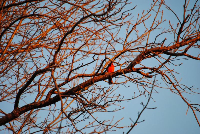 Garden Guests: Photographing Critters – photo 1