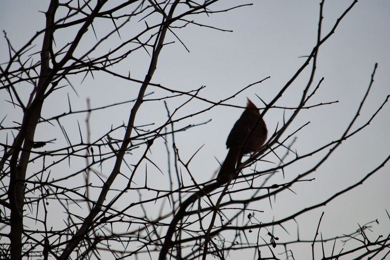 Garden Guests: Photographing Critters – photo 2