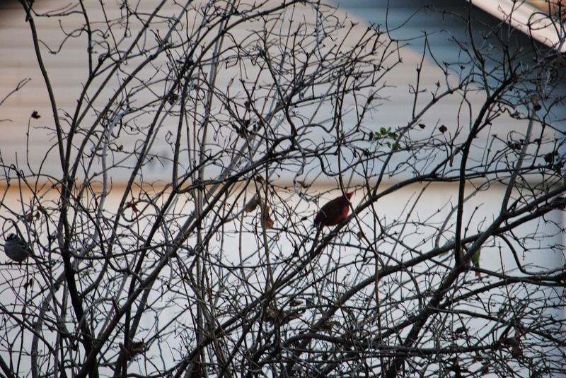 Garden Guests: Photographing Critters – photo 3