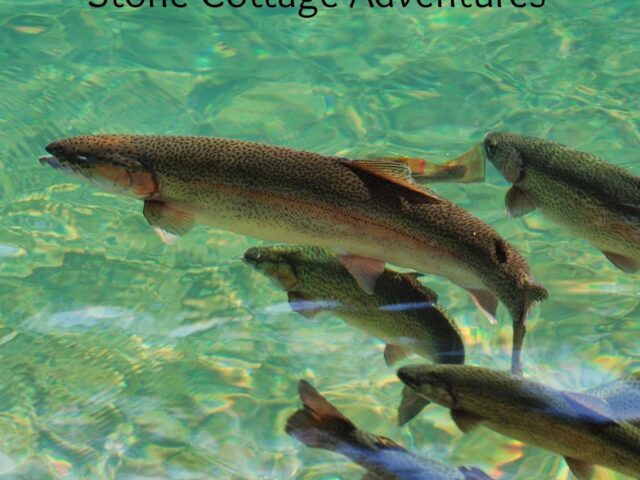 Roaring River State Park in Missouri