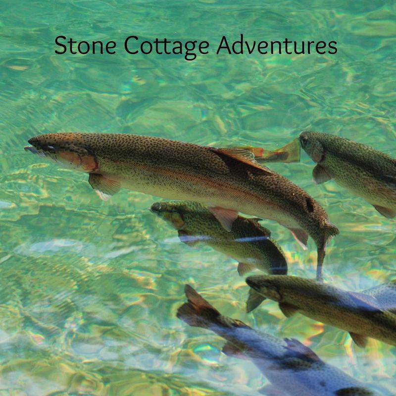 Roaring River State Park in Missouri – photo 1
