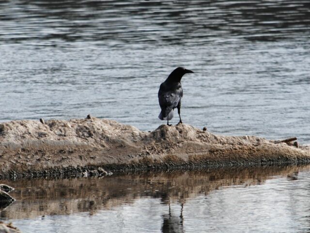 Crow beside a Stream
