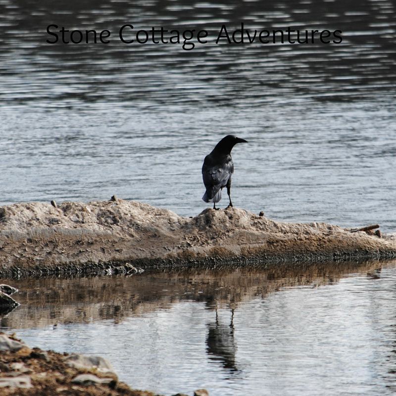 Crow beside a Stream – photo 1