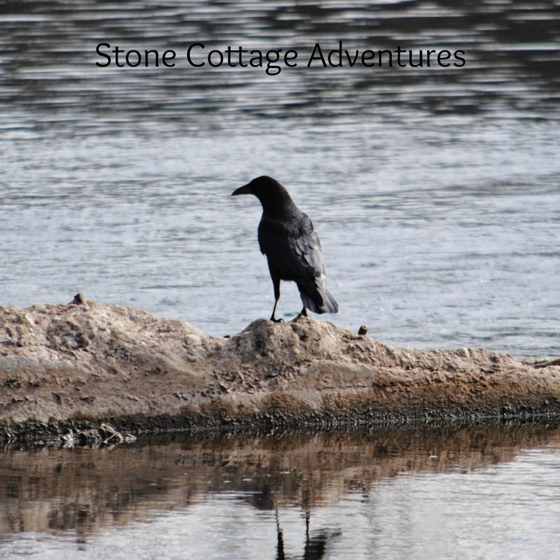 Crow beside a Stream – photo 3