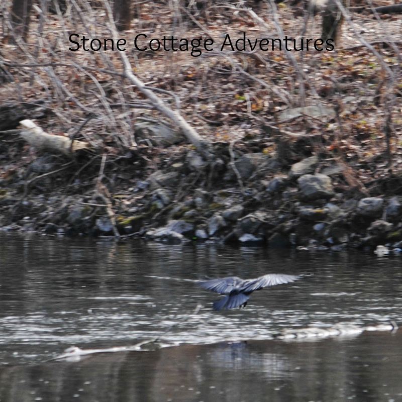Crow beside a Stream – photo 5