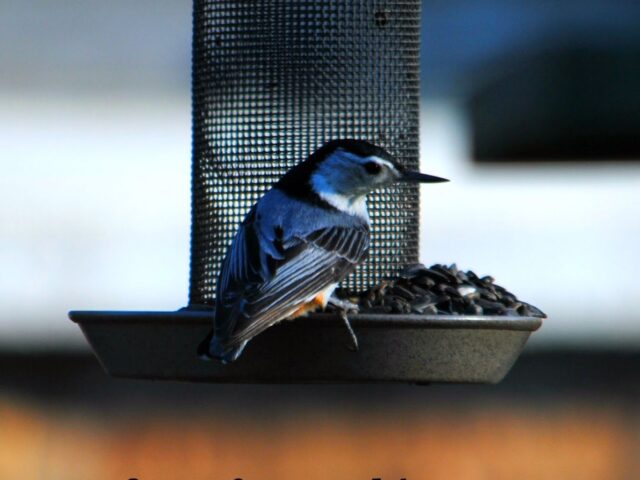 Garden Guest: Nuthatch