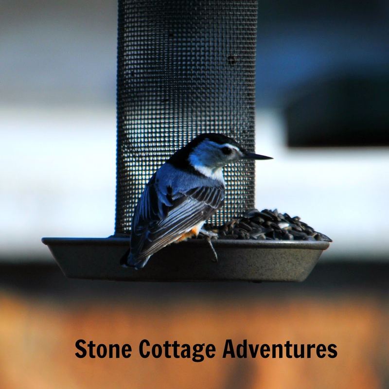 Garden Guest: Nuthatch – photo 1