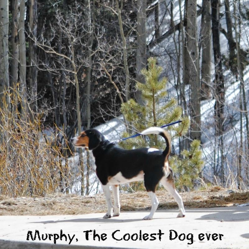 Murphy's Almost Wordless Post – photo 1