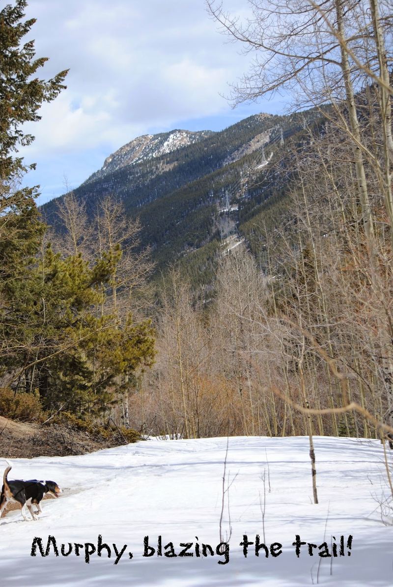 Murphy's Almost Wordless Post – photo 2