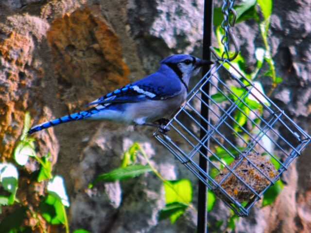 Garden Guest: Blue Jay